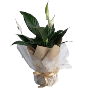 Plant - Peace Lilies